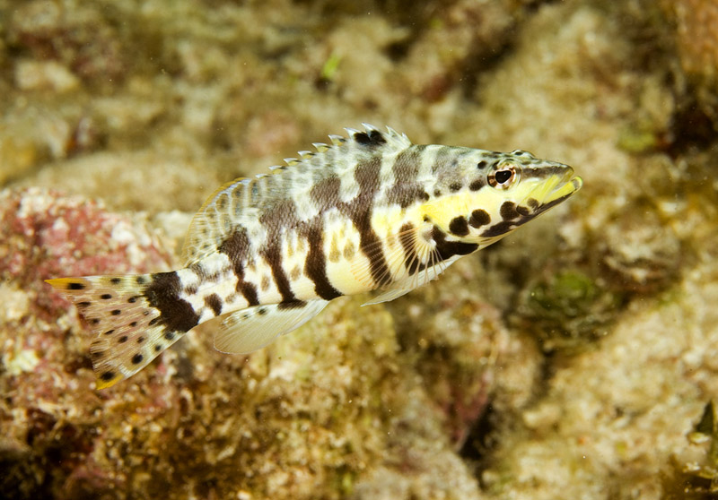 Serranus tigrinus (Serrano arlecchino)